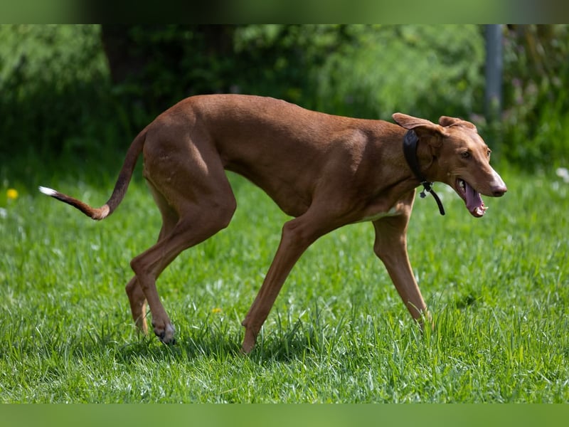 Wunderschöne Fely sucht das Glück