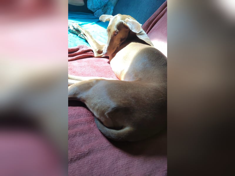 Wunderschöne Fely sucht das Glück