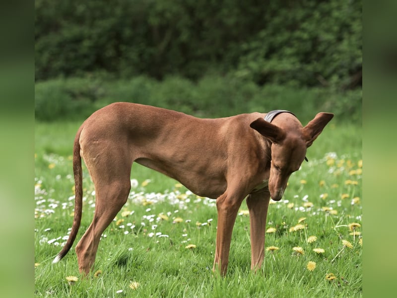 Wunderschöne Fely sucht das Glück