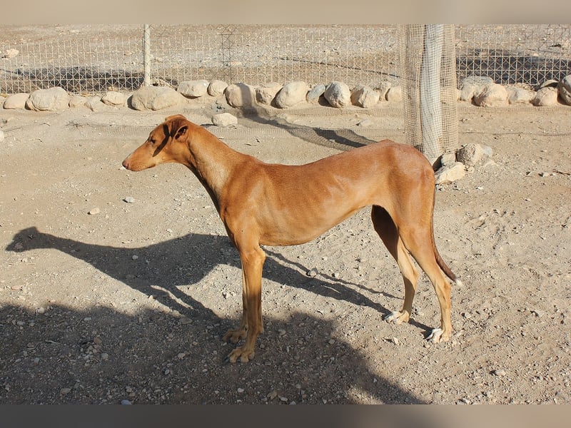 Fely sucht ihre Menschen und lebt auf Pflegestelle in Deutschland