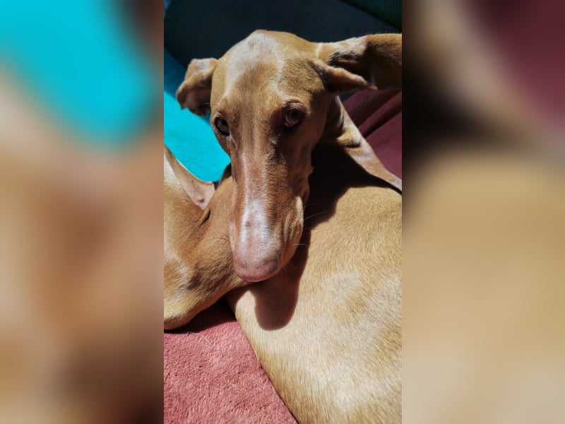 Wunderschöne Fely sucht das Glück