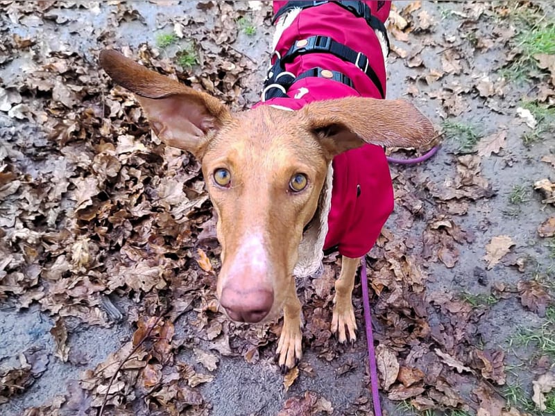 Fely sucht ihre Menschen und lebt auf Pflegestelle in Deutschland