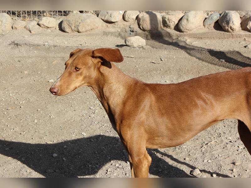 Fely sucht ihre Menschen und lebt auf Pflegestelle in Deutschland