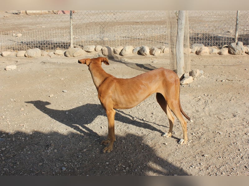 Fely sucht ihre Menschen und lebt auf Pflegestelle in Deutschland