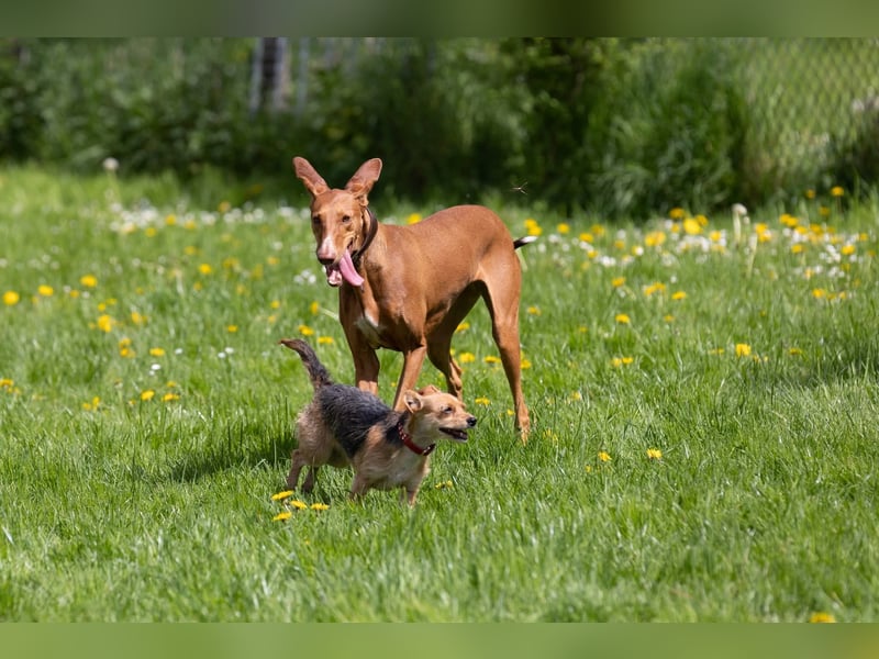Wunderschöne Fely sucht das Glück