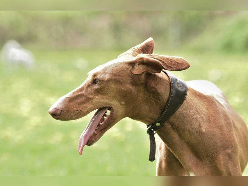 Wunderschöne Fely sucht das Glück