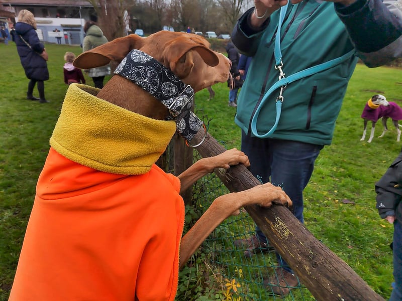 Fely sucht ihre Menschen und lebt auf Pflegestelle in Deutschland