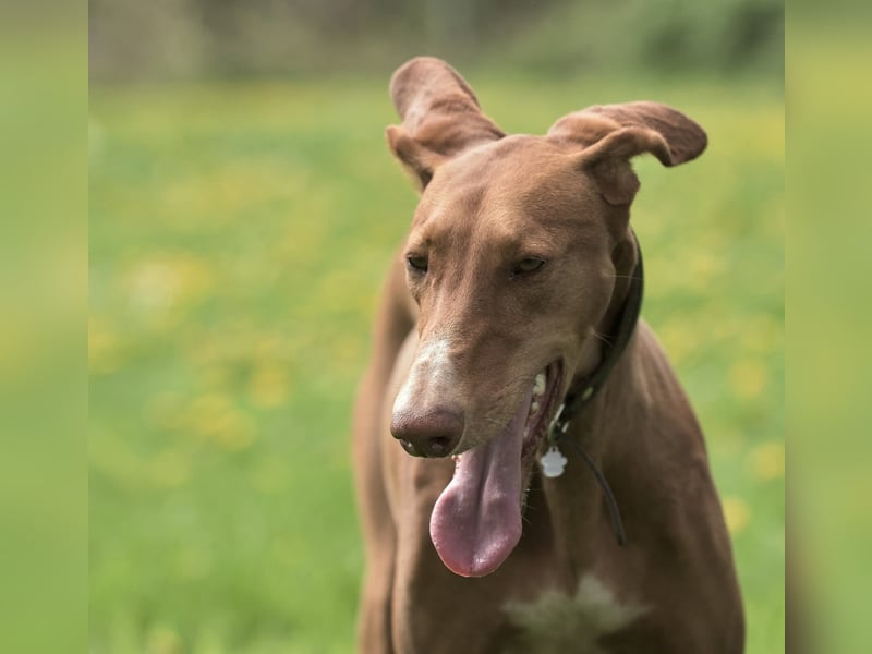 Wunderschöne Fely sucht das Glück