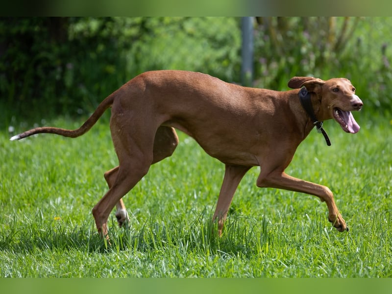 Wunderschöne Fely sucht das Glück