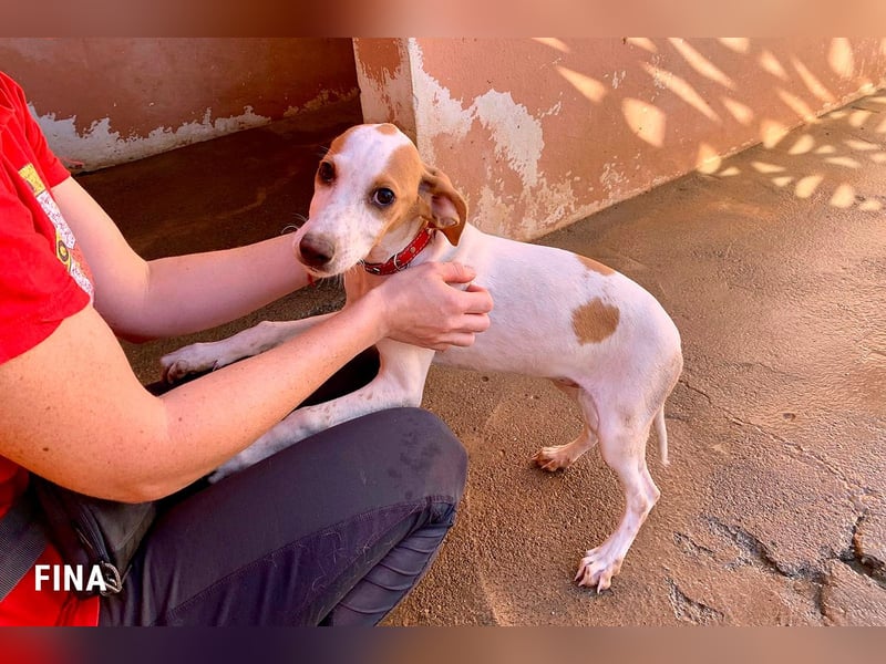 Fina auf Körbchensuche