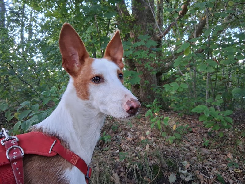 Podenco Deckrüde