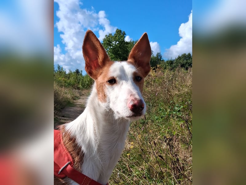 Podenco Deckrüde