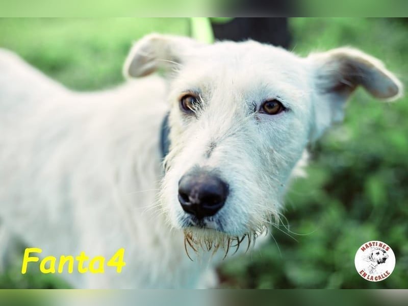 Fanta4 geb. 07/2022 (ESP) - verträglicher und menschenbezogener Podenco-Mix! Fanta4 geb. 07/2022 (ESP) - verträglicher und menschenbezogener Podenco-Mix!
