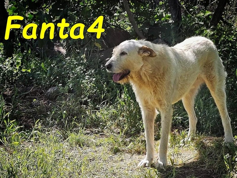 Fanta4 geb. 07/2022 (ESP) - verträglicher und menschenbezogener Podenco-Mix!