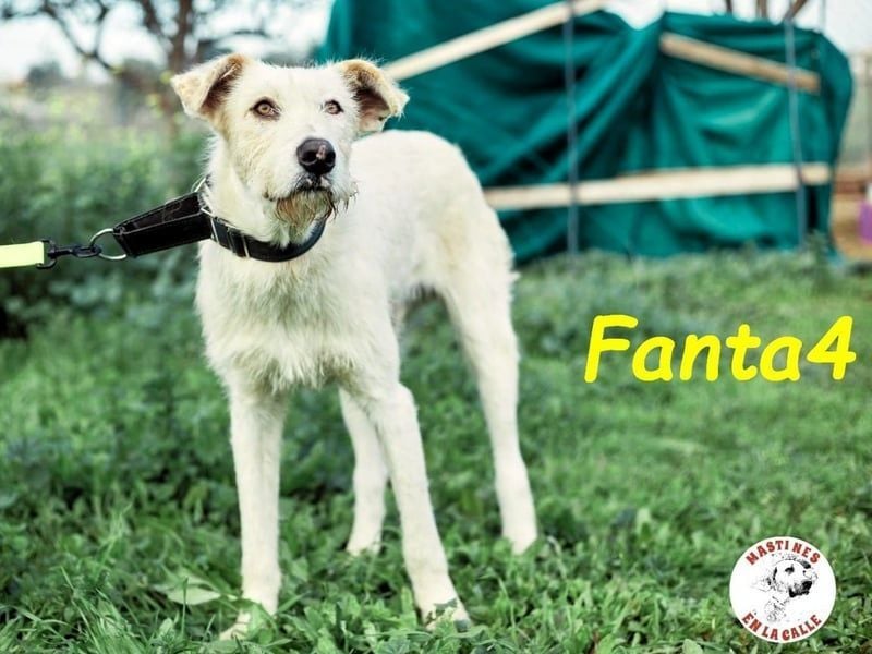 Fanta4 geb. 07/2022 (ESP) - verträglicher und menschenbezogener Podenco-Mix!
