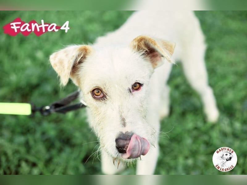 Fanta4 geb. 07/2022 (ESP) - verträglicher und menschenbezogener Podenco-Mix!