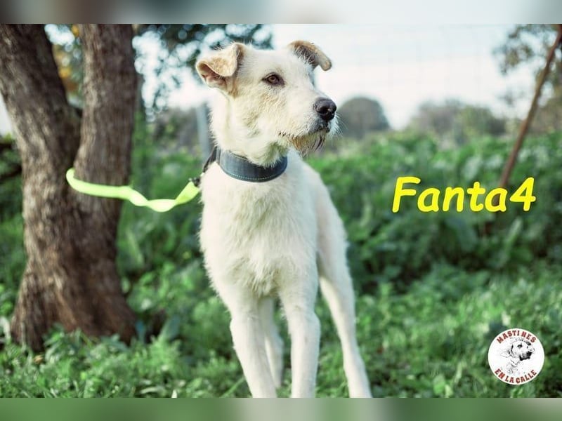 Fanta4 geb. 07/2022 (ESP) - verträglicher und menschenbezogener Podenco-Mix!