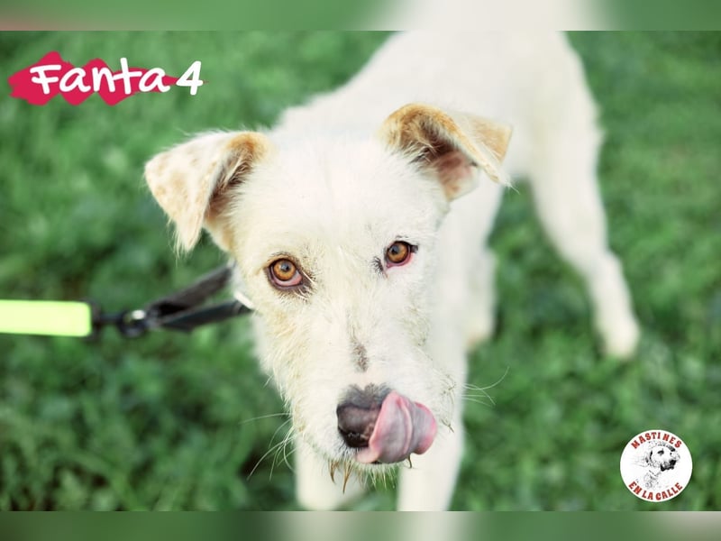 Fanta4 geb. 07/2022 (ESP) - verträglicher und menschenbezogener Podenco-Mix!