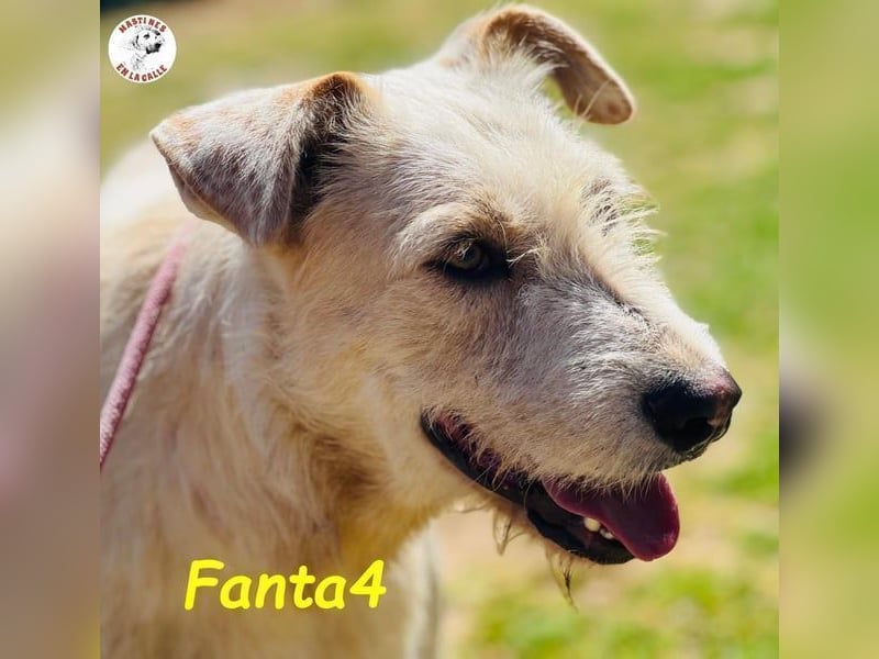 Fanta4 geb. 07/2022 (ESP) - verträglicher und menschenbezogener Podenco-Mix!