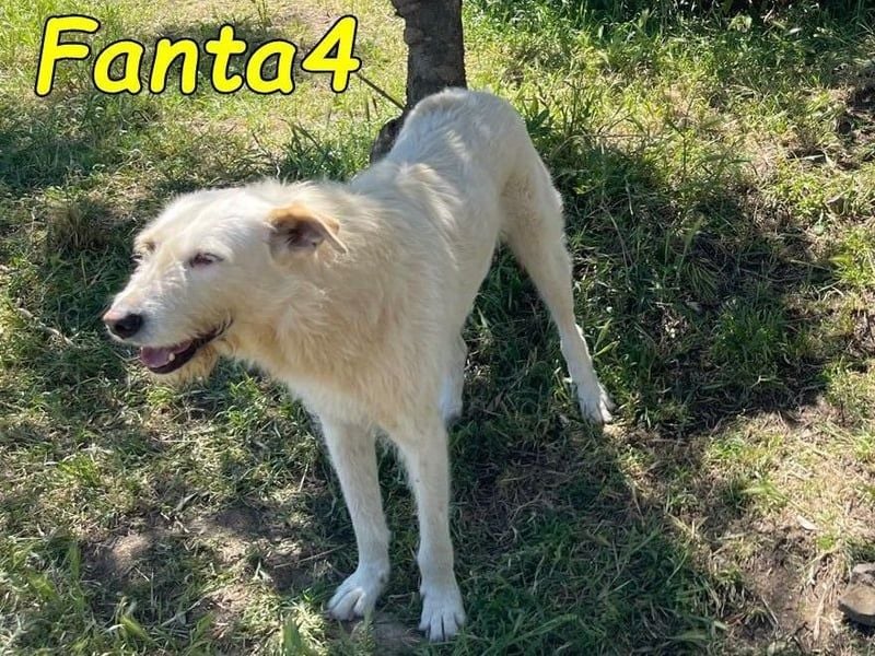 Fanta4 geb. 07/2022 (ESP) - verträglicher und menschenbezogener Podenco-Mix!