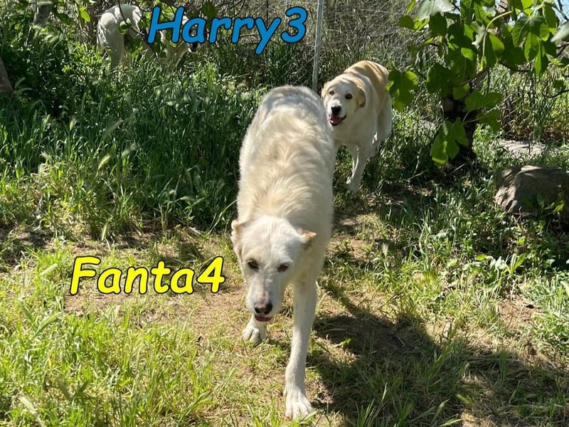 Fanta4 geb. 07/2022 (ESP) - verträglicher und menschenbezogener Podenco-Mix!