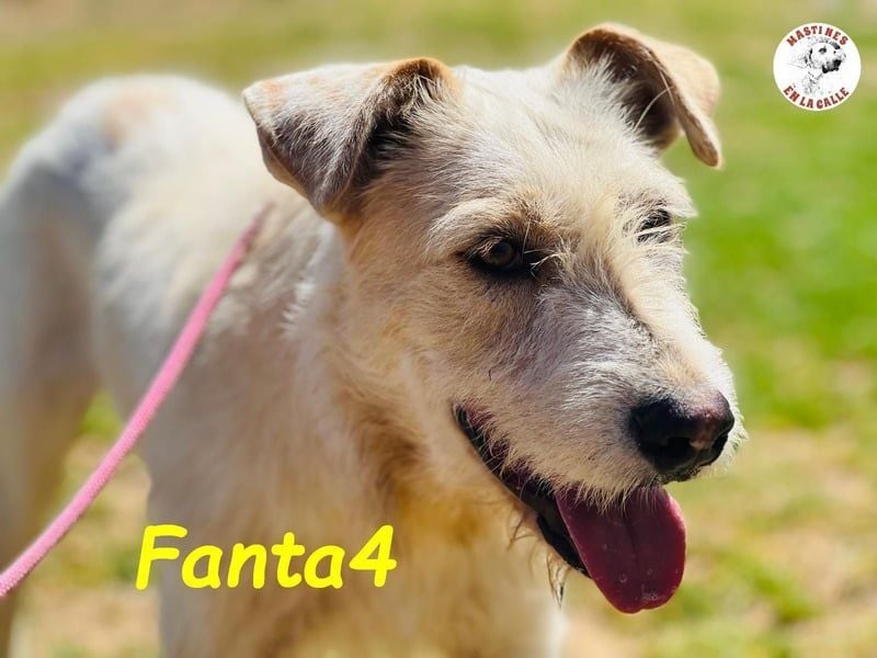 Fanta4 geb. 07/2022 (ESP) - verträglicher und menschenbezogener Podenco-Mix!