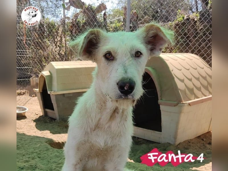 Fanta4 geb. 07/2022 (ESP) - verträglicher und menschenbezogener Podenco-Mix! Fanta4 geb. 07/2022 (ESP) - verträglicher und menschenbezogener Podenco-Mix!