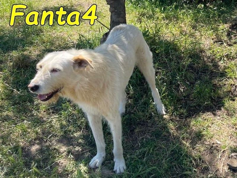Fanta4 geb. 07/2022 (ESP) - verträglicher und menschenbezogener Podenco-Mix!