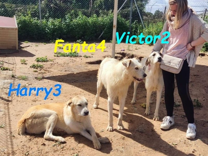 Fanta4 geb. 07/2022 (ESP) - verträglicher und menschenbezogener Podenco-Mix!