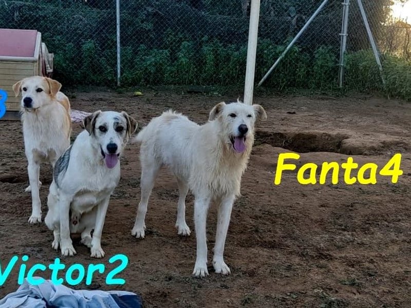 Fanta4 geb. 07/2022 (ESP) - verträglicher und menschenbezogener Podenco-Mix!