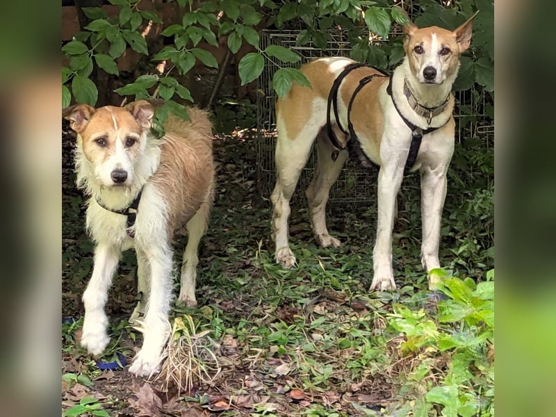 ROLO – dein treuer Begleiter