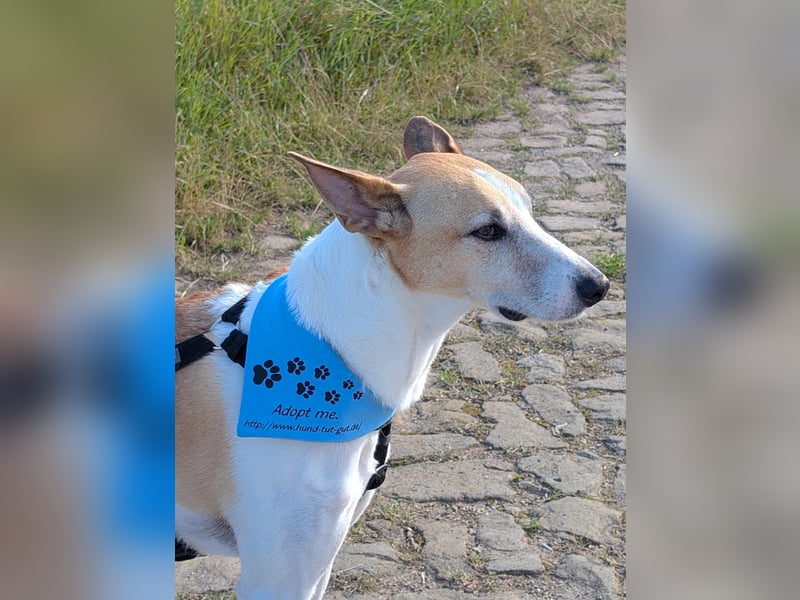 ROLO – dein treuer Begleiter