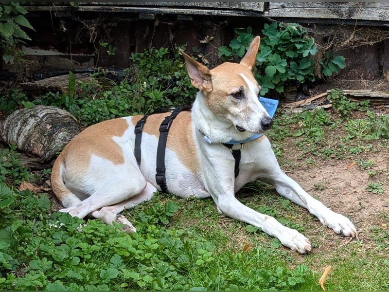 ROLO – dein treuer Begleiter