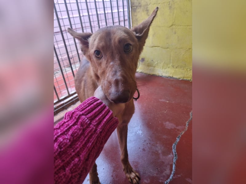 stolzer, freundlicher Podenco-Rüde sucht geeignetes Zuhause