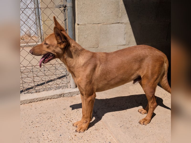 stolzer, freundlicher Podenco-Rüde sucht geeignetes Zuhause
