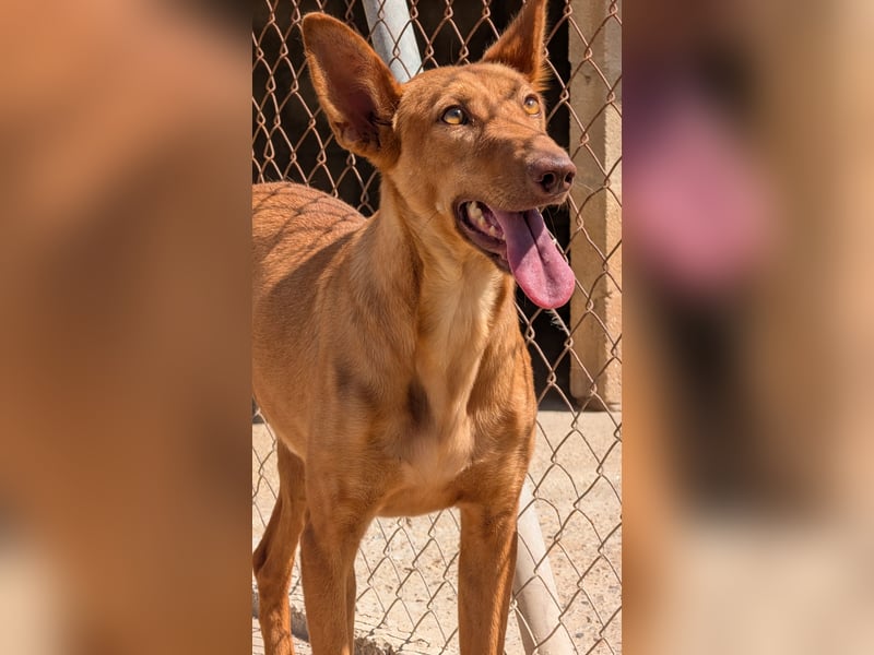 stolzer, freundlicher Podenco-Rüde sucht geeignetes Zuhause