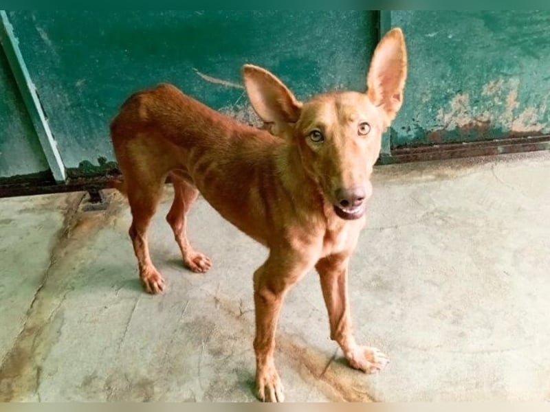 stolzer, freundlicher Podenco-Rüde sucht geeignetes Zuhause