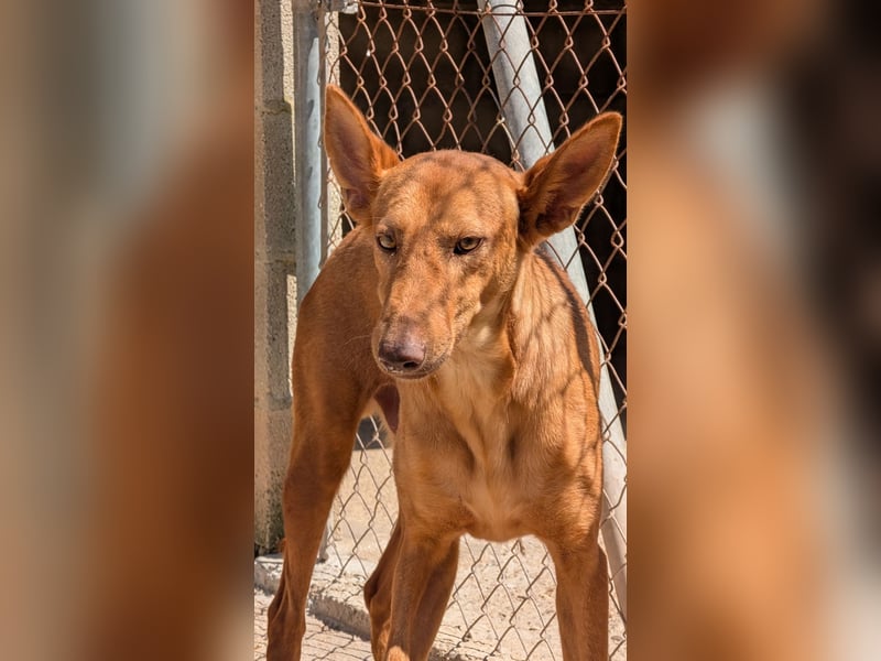 stolzer, freundlicher Podenco-Rüde sucht geeignetes Zuhause