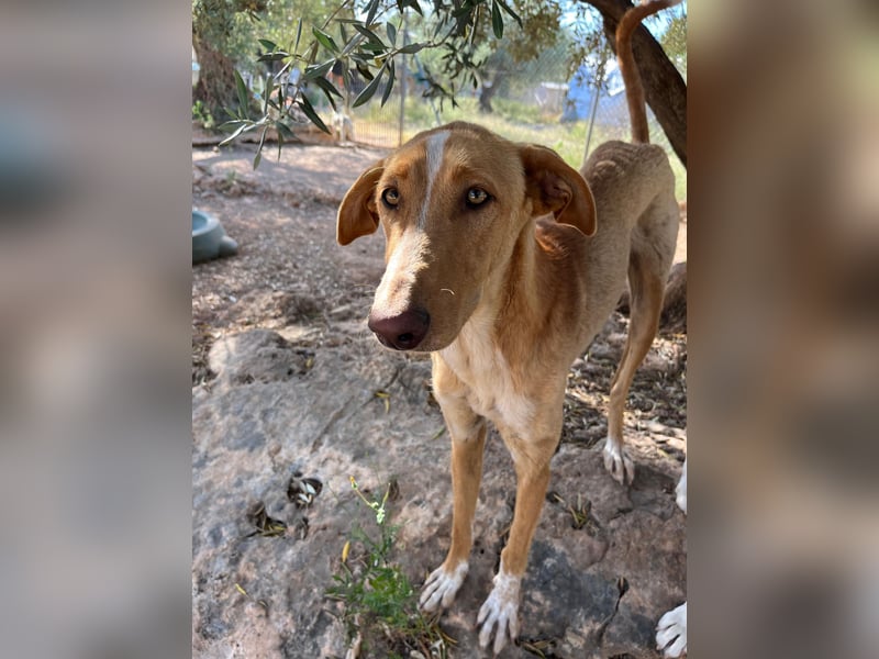GROCK - großer Herzenshund sucht noch sein Glück