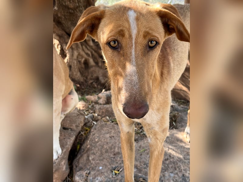 GROCK - großer Herzenshund sucht noch sein Glück