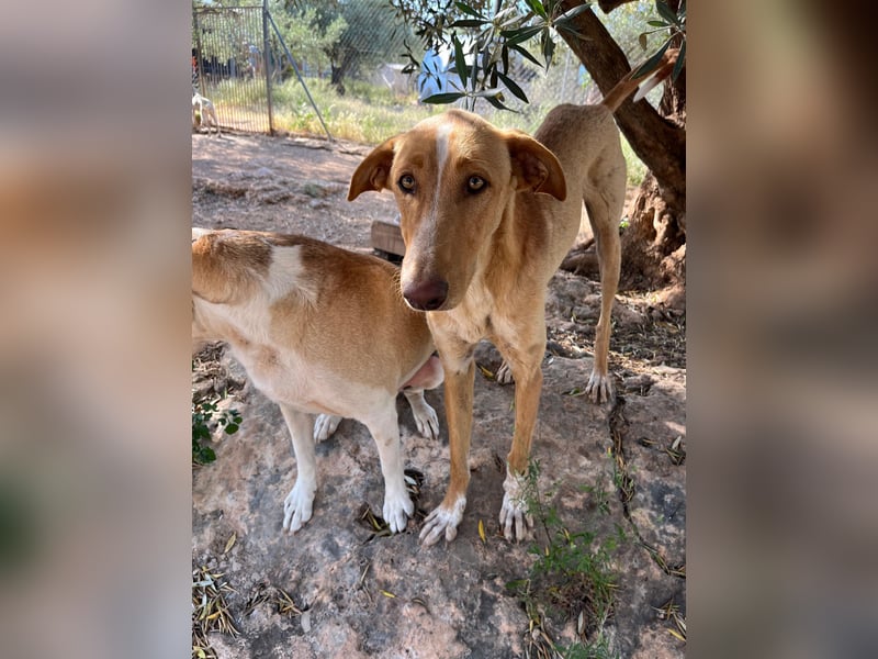 GROCK - großer Herzenshund sucht noch sein Glück