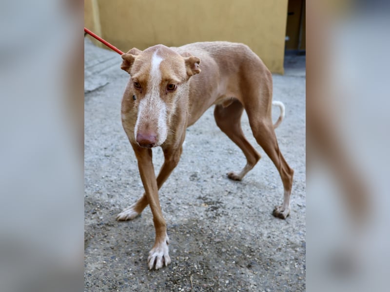 Noa - aufmerksam, verschmust und bewegungsfreudig