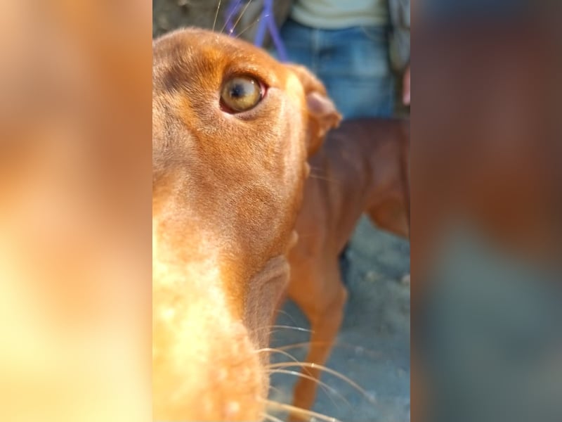 Siena - Podenco Andaluz - zutraulich, lernwillig, freundlich