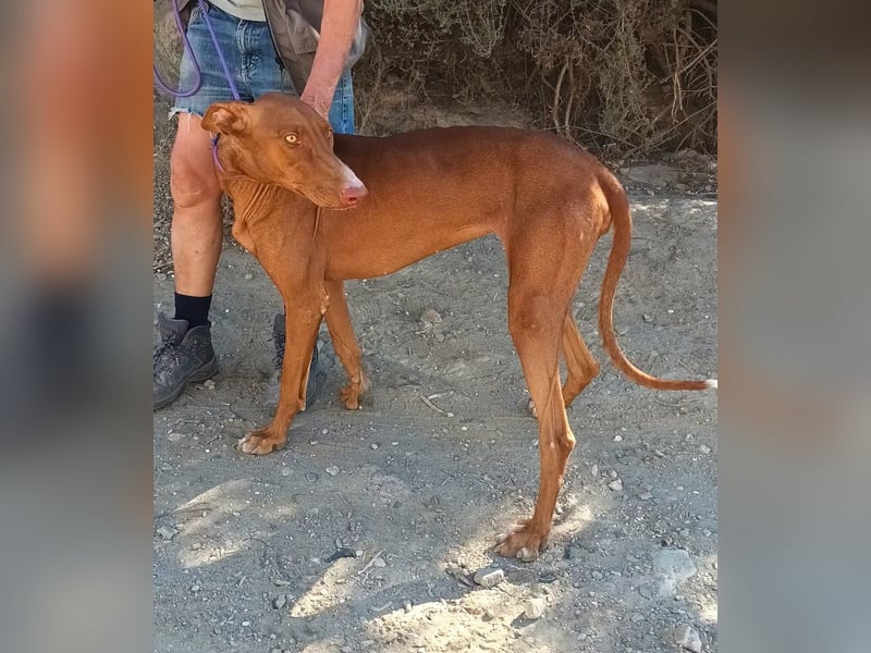 Siena - Podenco Andaluz - zutraulich, lernwillig, freundlich