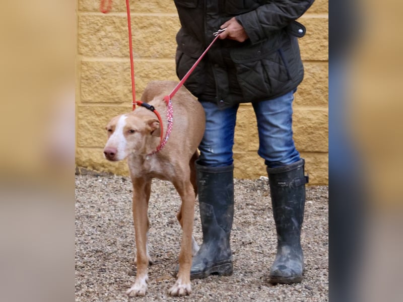 Noa - aufmerksam, verschmust und bewegungsfreudig