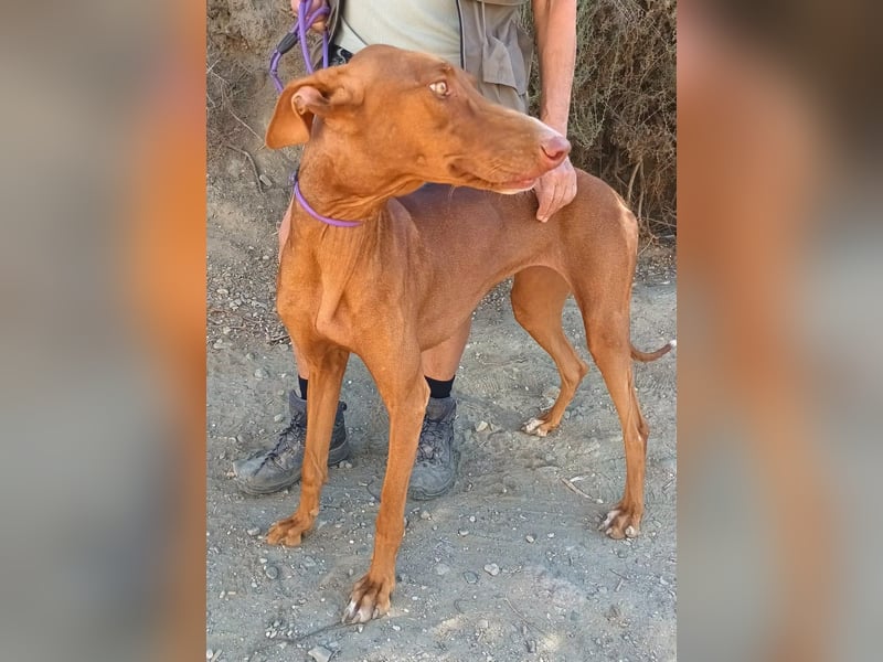 Siena - Podenco Andaluz - zutraulich, lernwillig, freundlich