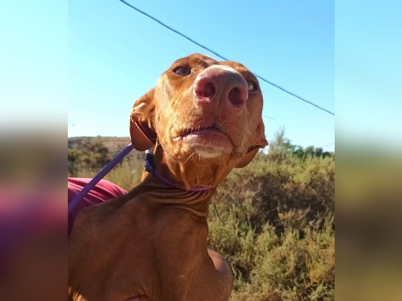 Siena - Podenco Andaluz - zutraulich, lernwillig, freundlich