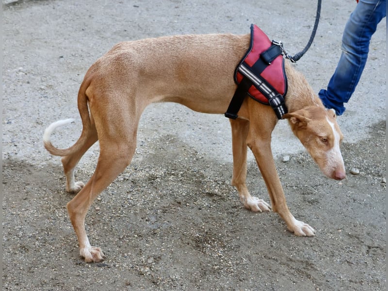 Noa - aufmerksam, verschmust und bewegungsfreudig