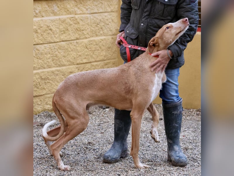 Noa - aufmerksam, verschmust und bewegungsfreudig