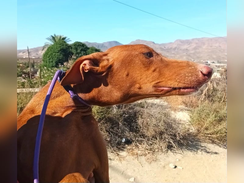 Siena - Podenco Andaluz - zutraulich, lernwillig, freundlich